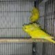 Df lutino hogoromo 4pair for sale Pic only for reference Location : karachi