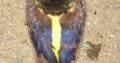 Red golden Pheasant Karachi