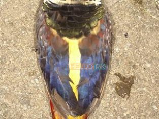 Red golden Pheasant Karachi