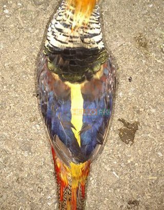 Red golden Pheasant Karachi