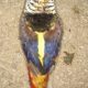 Red golden Pheasant Karachi