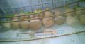 For sale Fisher breeder pairs with eggs n chicks