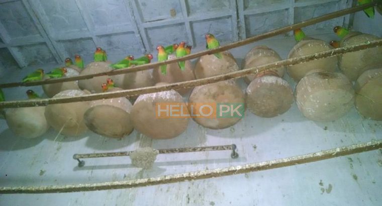 For sale Fisher breeder pairs with eggs n chicks