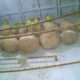 For sale Fisher breeder pairs with eggs n chicks