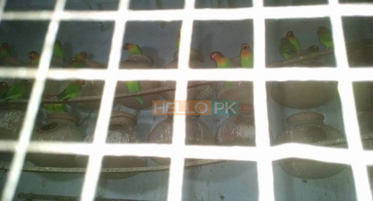 For sale Fisher breeder pairs with eggs n chicks
