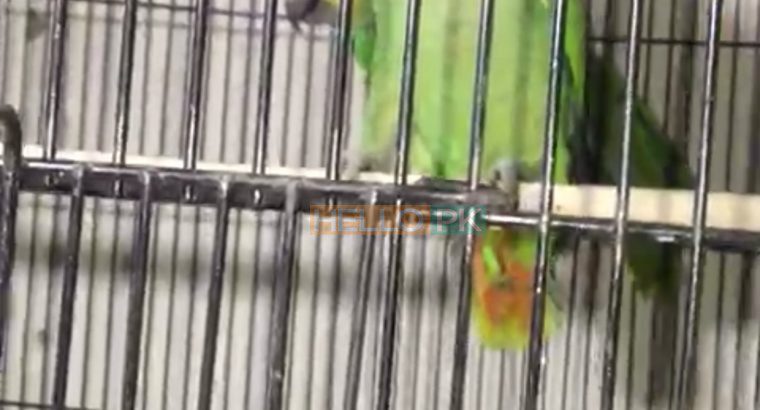 Amazon adult pair available for sale With dna Location , karachi