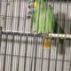 Amazon adult pair available for sale With dna Location , karachi
