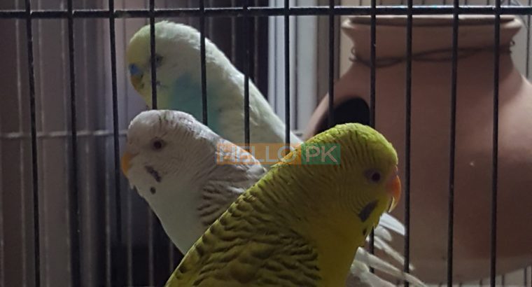 Fellow dark marking pairs for sale