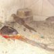 Red golden Pheasant Karachi