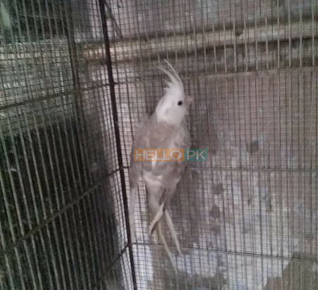 pearl pied Gulshan-e-Iqbal