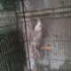 pearl pied Gulshan-e-Iqbal