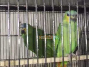 Amazon adult pair available for sale With dna Location , karachi