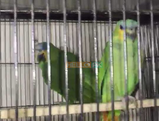 Amazon adult pair available for sale With dna Location , karachi