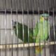 Amazon adult pair available for sale With dna Location , karachi
