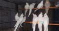 ALL BIRDS for sale