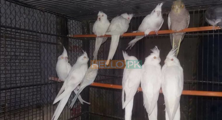 ALL BIRDS for sale