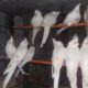 ALL BIRDS for sale