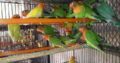 ALL BIRDS for sale