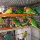 ALL BIRDS for sale