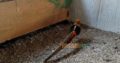 Red golden Pheasant Karachi
