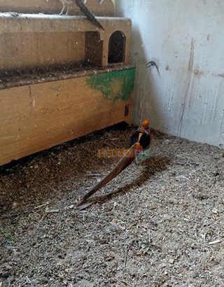 Red golden Pheasant Karachi
