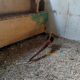 Red golden Pheasant Karachi