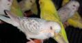 ALL BIRDS for sale