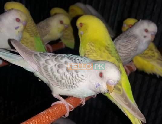ALL BIRDS for sale