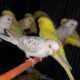 ALL BIRDS for sale