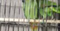 Amazon adult pair available for sale With dna Location , karachi