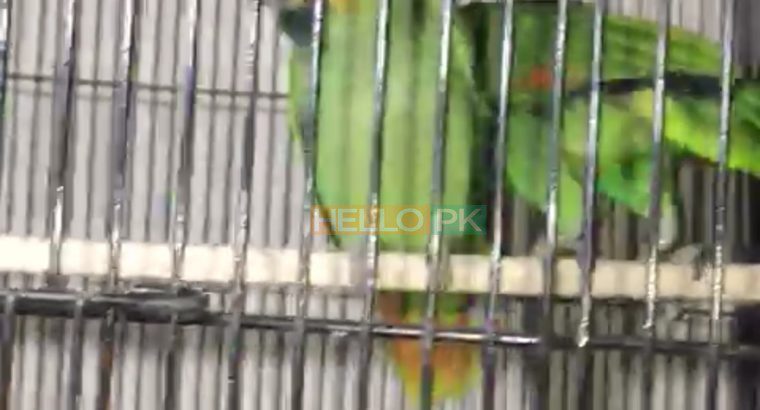 Amazon adult pair available for sale With dna Location , karachi
