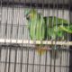 Amazon adult pair available for sale With dna Location , karachi