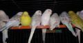 ALL BIRDS for sale
