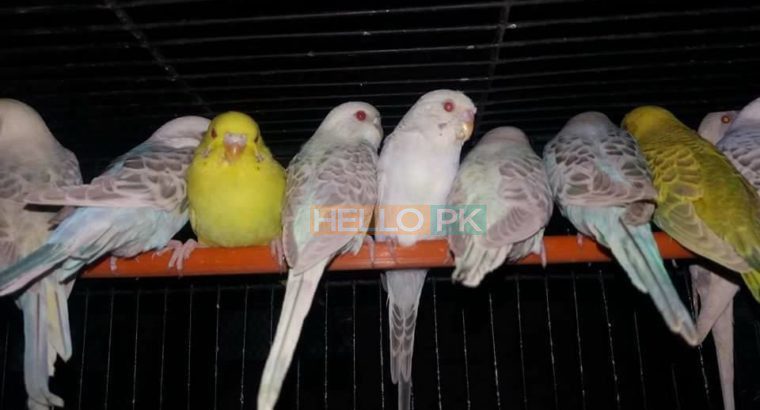 ALL BIRDS for sale