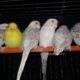 ALL BIRDS for sale