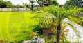 Green Team Landscaping And Pools , ISB