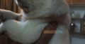 Dogs for sale labrador puppies