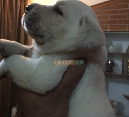 Dogs for sale labrador puppies