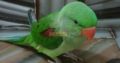 Raw Parrot Patha , Lahore