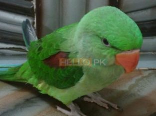 Raw Parrot Patha , Lahore
