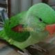 Raw Parrot Patha , Lahore