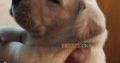 Dogs for sale labrador puppies