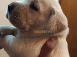 Dogs for sale labrador puppies