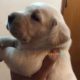 Dogs for sale labrador puppies
