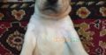 Dogs for sale labrador puppies