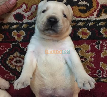 Dogs for sale labrador puppies