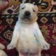 Dogs for sale labrador puppies