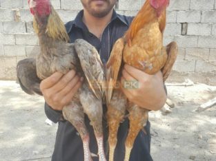 Murgha For sale , Attock City