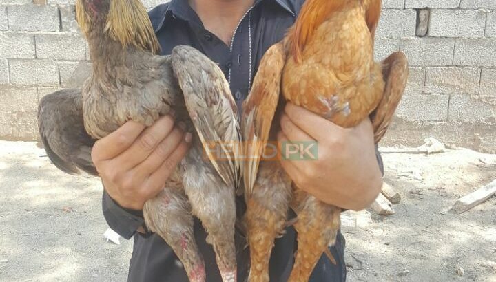 Murgha For sale , Attock City