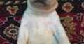 Dogs for sale labrador puppies